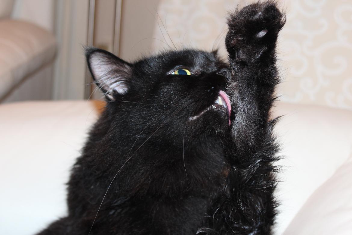 Maine Coon Ibber - My name is Ber... Ib ber. billede 1