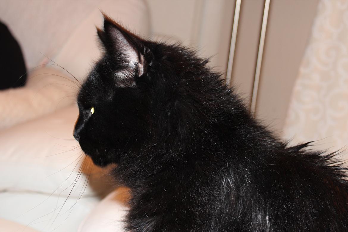 Maine Coon Ibber billede 2