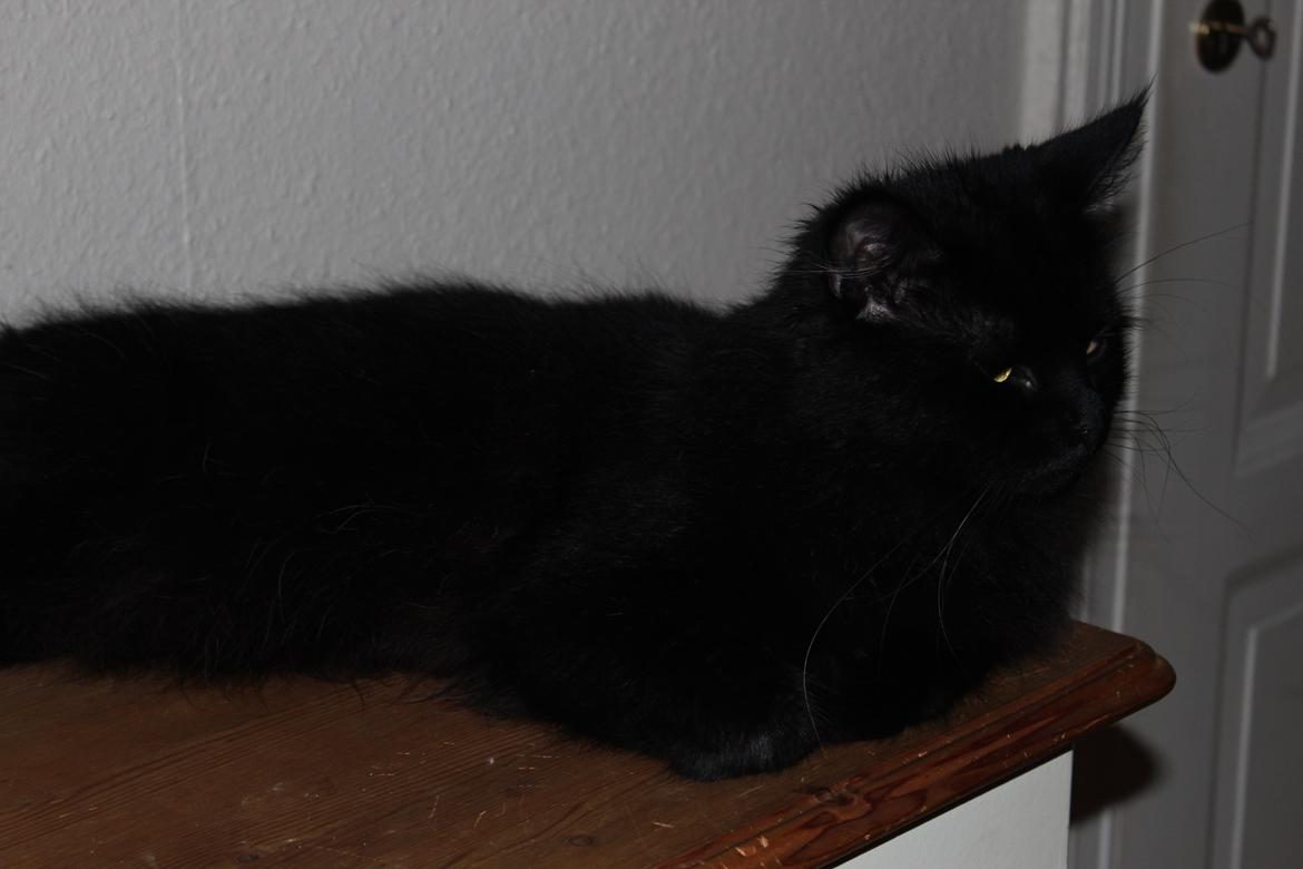 Maine Coon Ibber billede 3