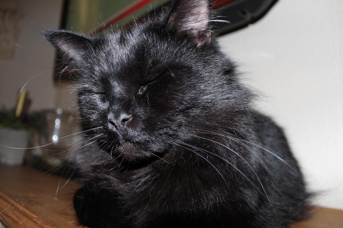 Maine Coon Ibber billede 4