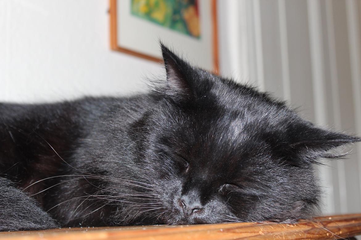 Maine Coon Ibber billede 5