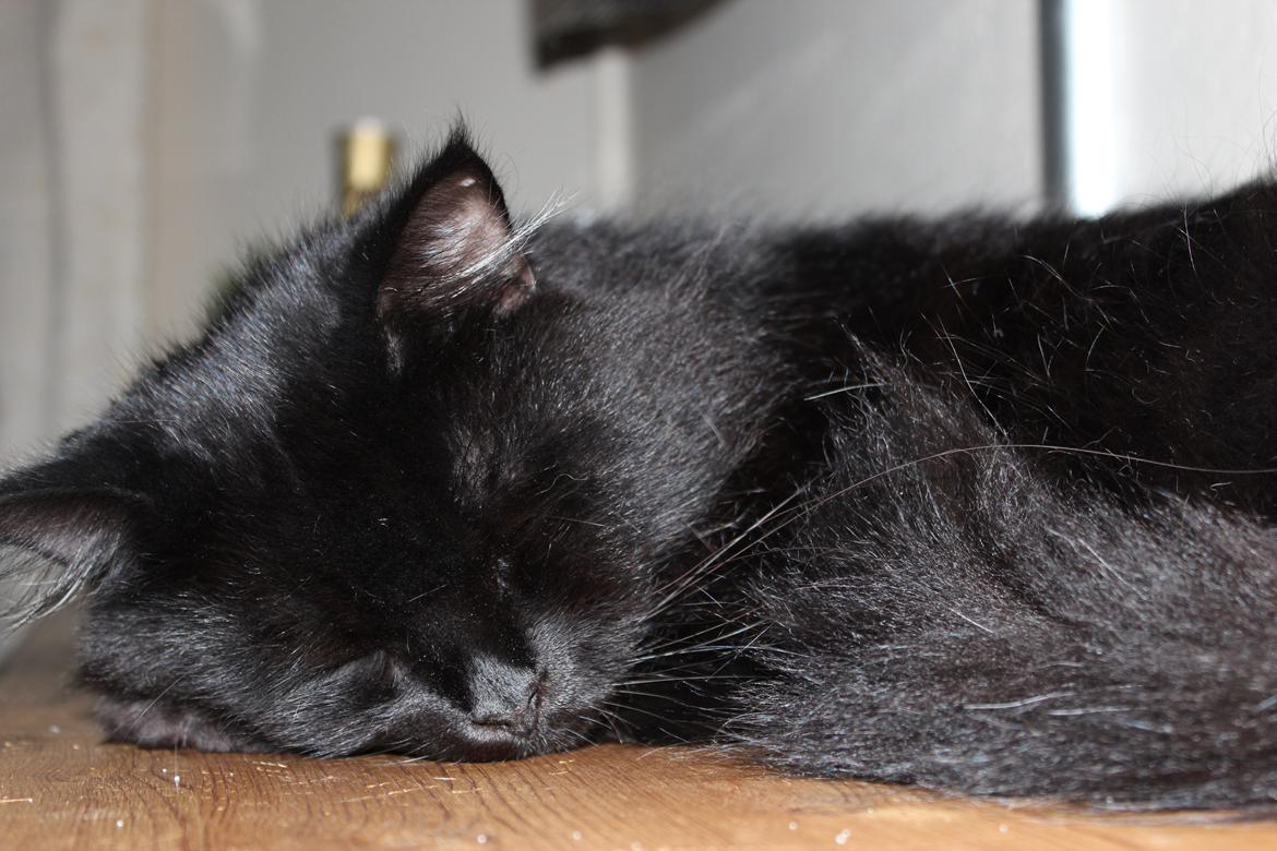 Maine Coon Ibber billede 6