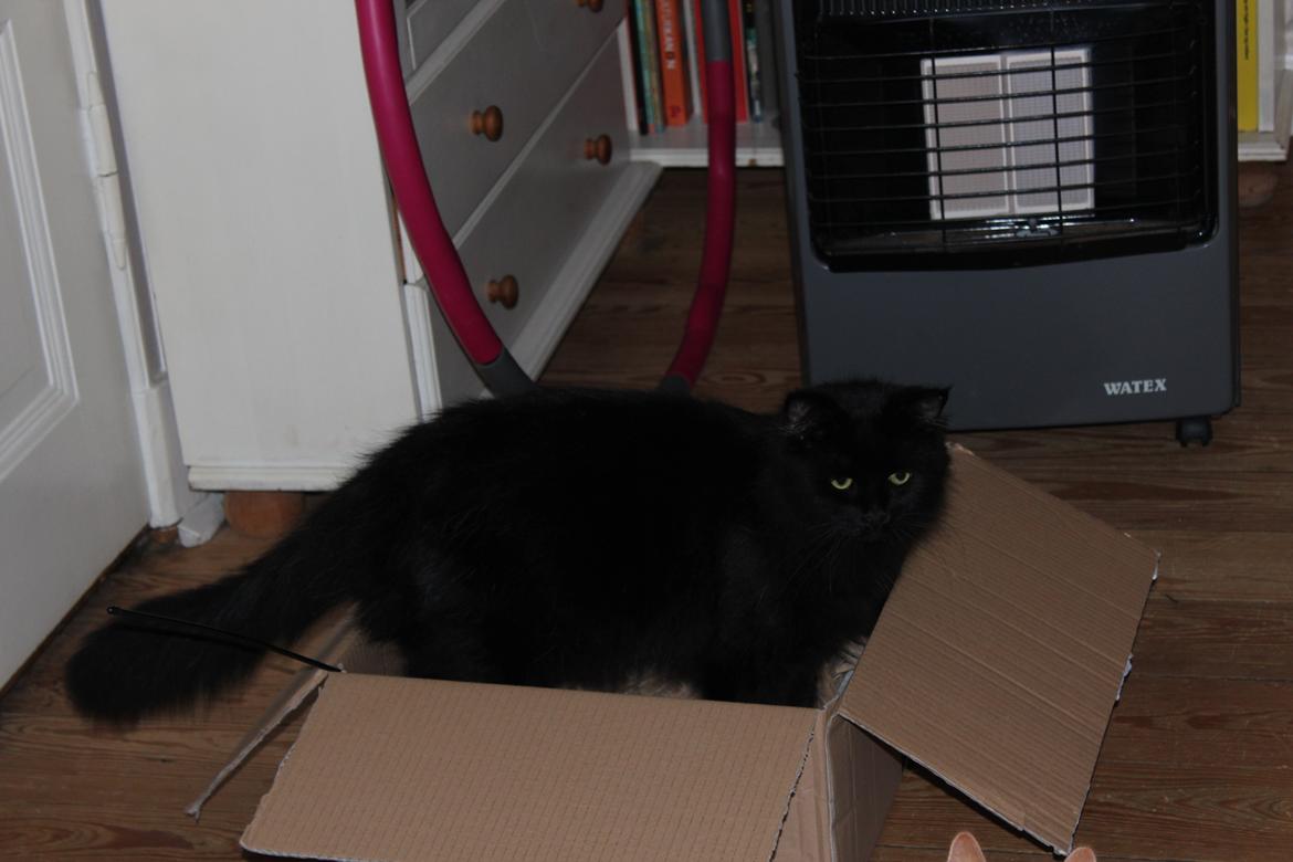 Maine Coon Ibber billede 7