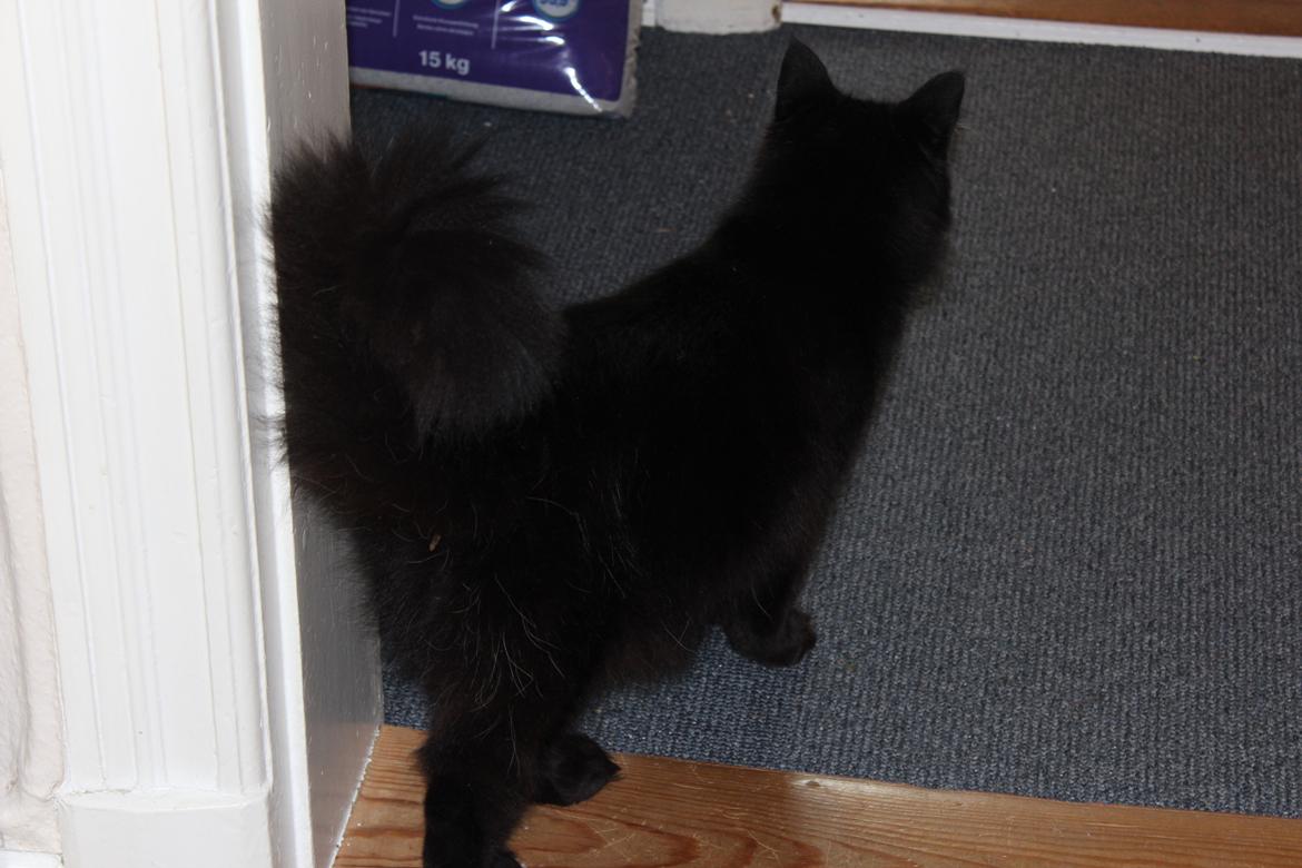 Maine Coon Ibber billede 8