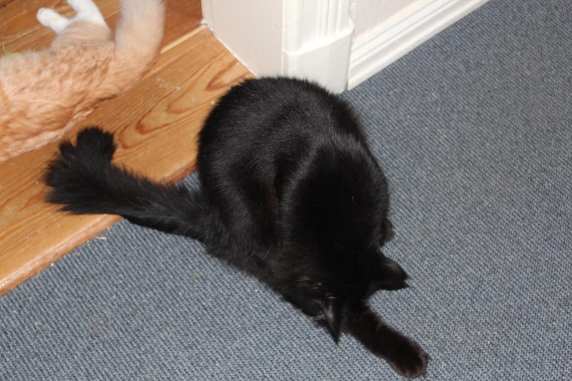 Maine Coon Ibber billede 9