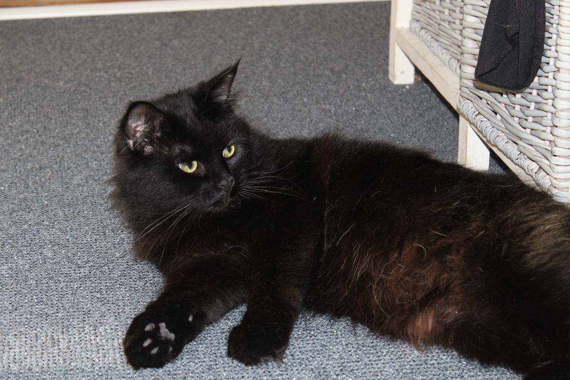 Maine Coon Ibber billede 10