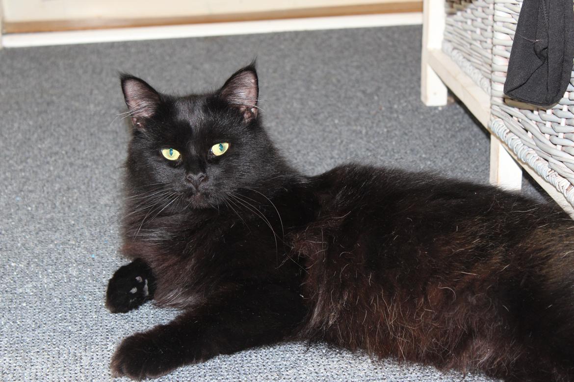 Maine Coon Ibber billede 11