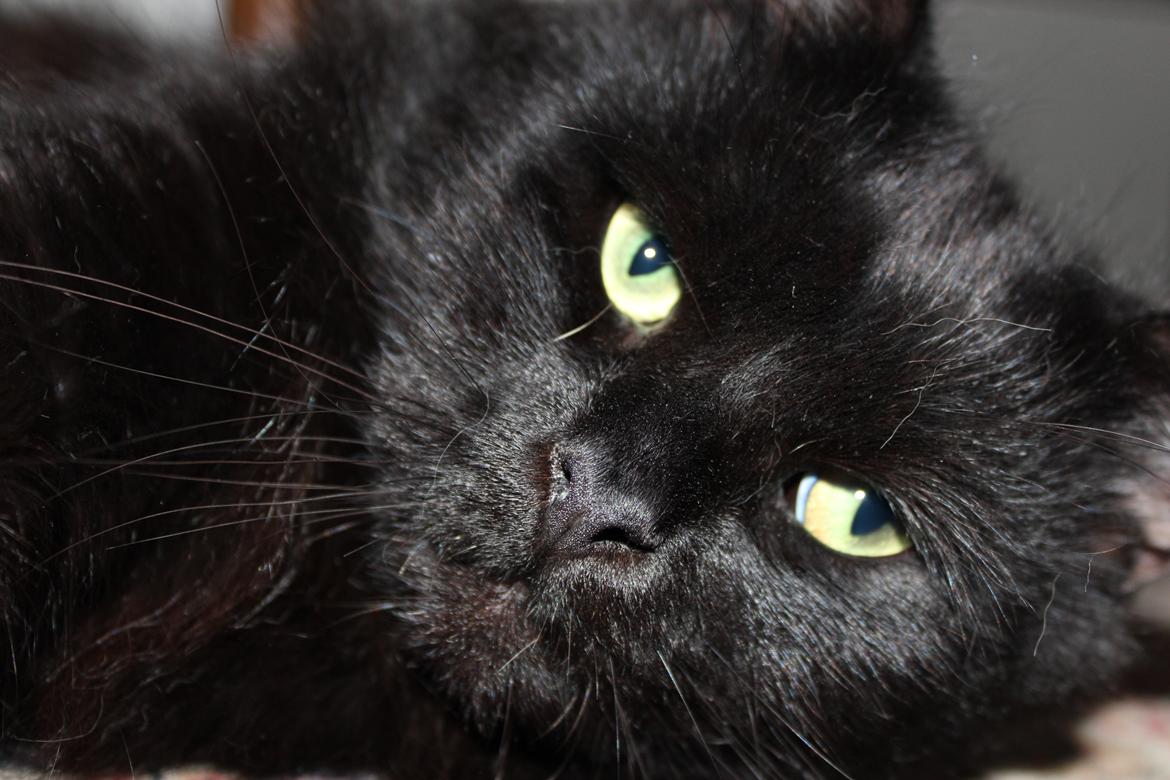 Maine Coon Ibber billede 12