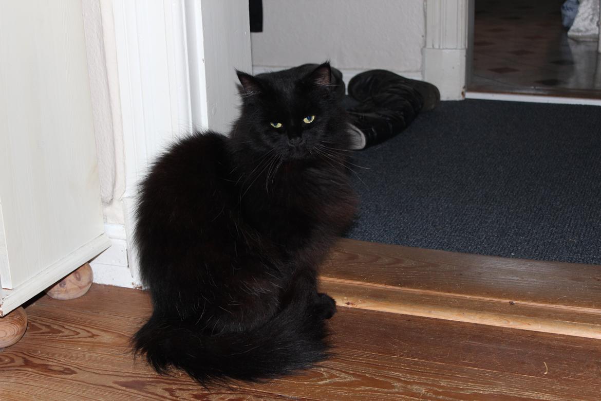 Maine Coon Ibber billede 13