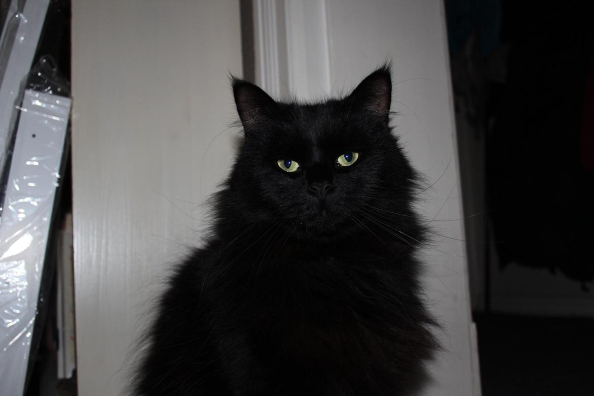 Maine Coon Ibber billede 14