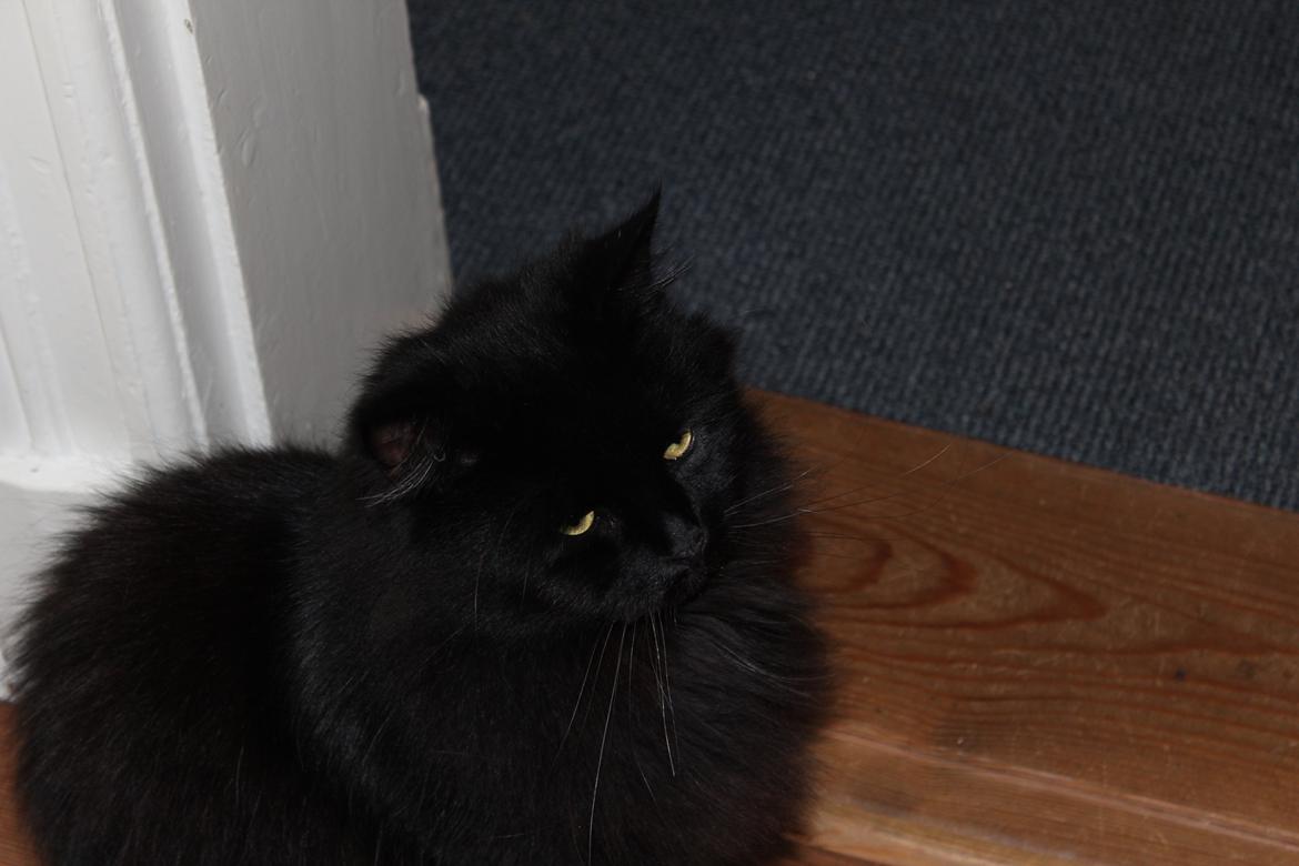 Maine Coon Ibber billede 15