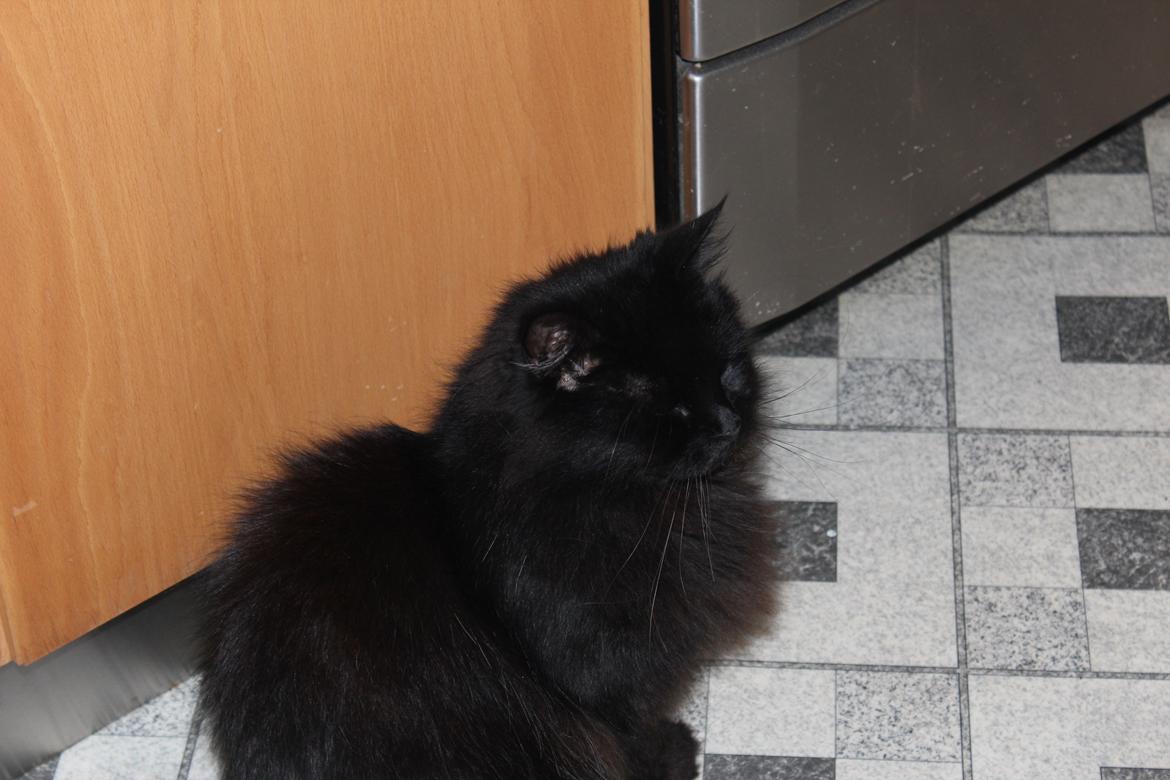 Maine Coon Ibber billede 16