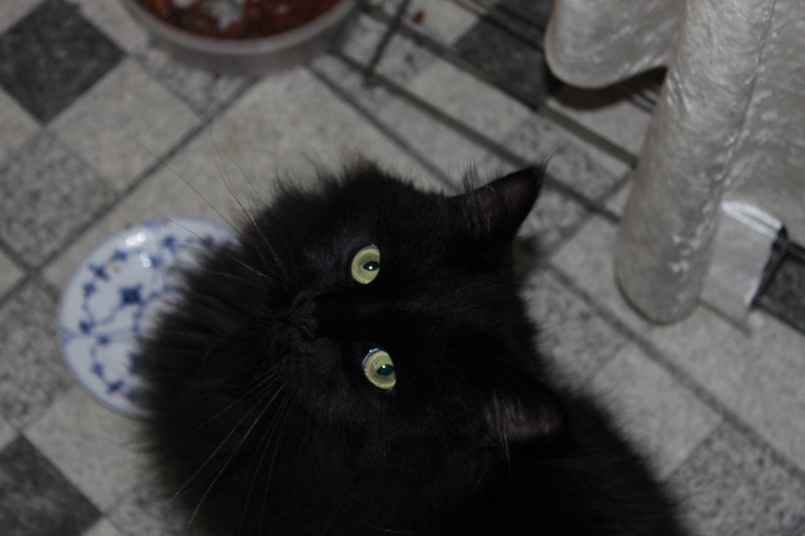 Maine Coon Ibber billede 17