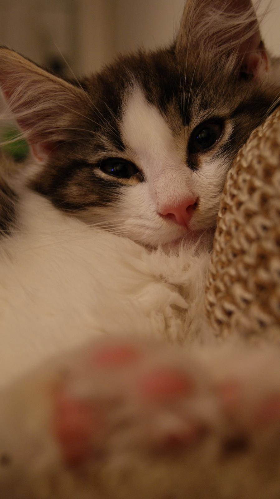 Blanding af racer Brutalis billede 7