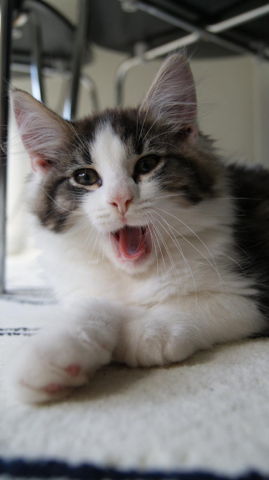 Blanding af racer Brutalis billede 8