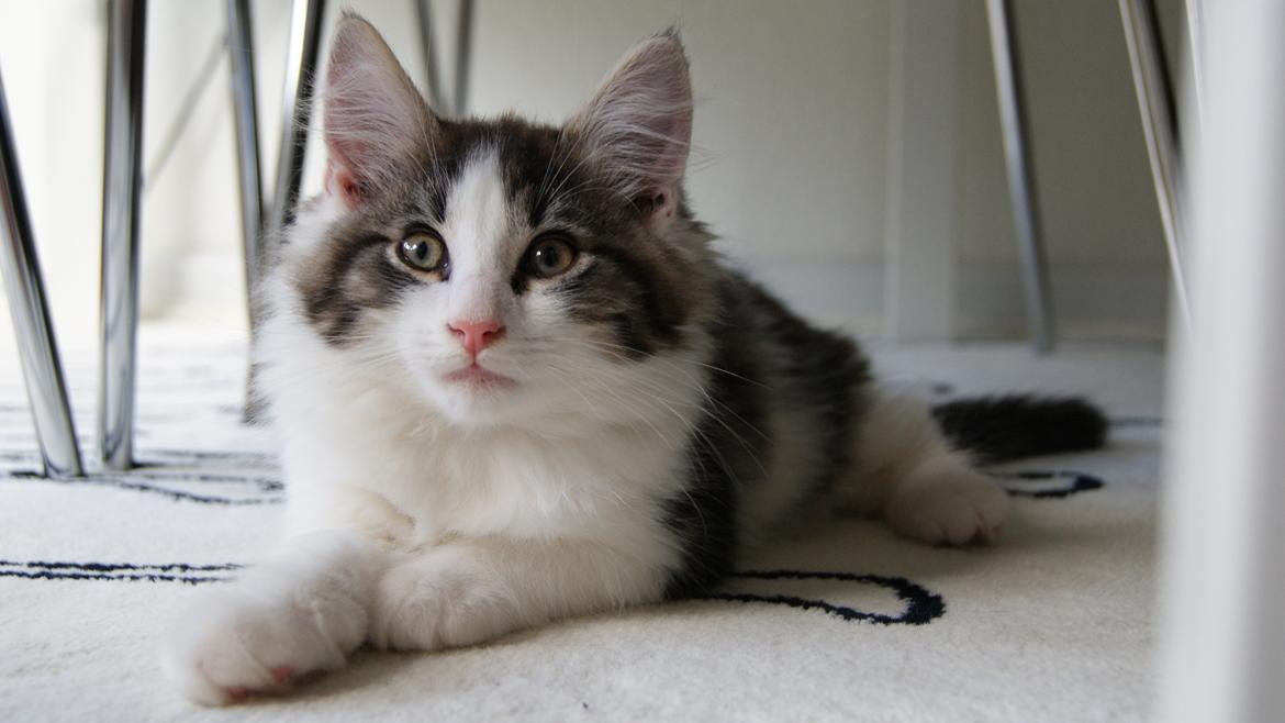 Blanding af racer Brutalis billede 9