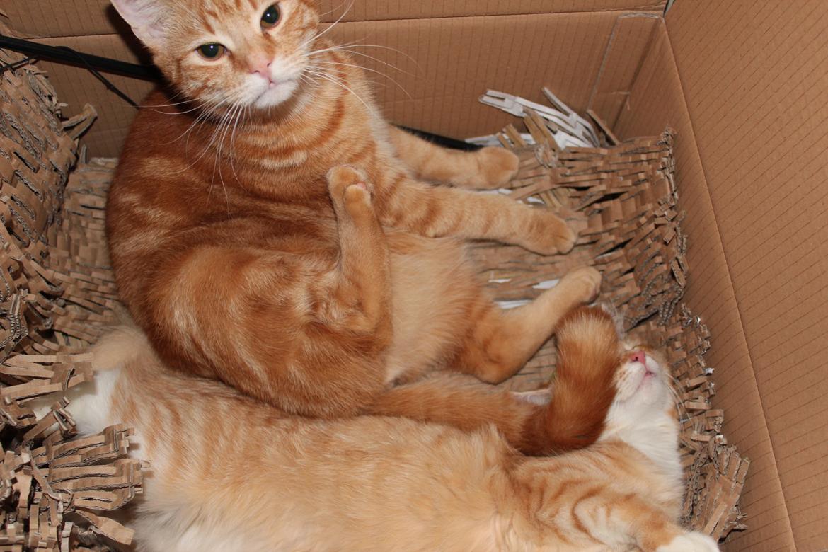 Maine Coon Hannah/Mini/Lillemis billede 1