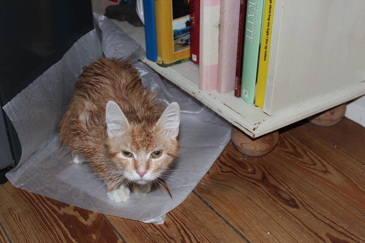 Maine Coon Hannah/Mini/Lillemis - Rotte :D billede 2