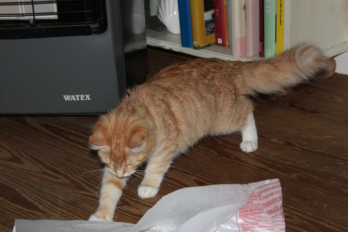 Maine Coon Hannah/Mini/Lillemis billede 3