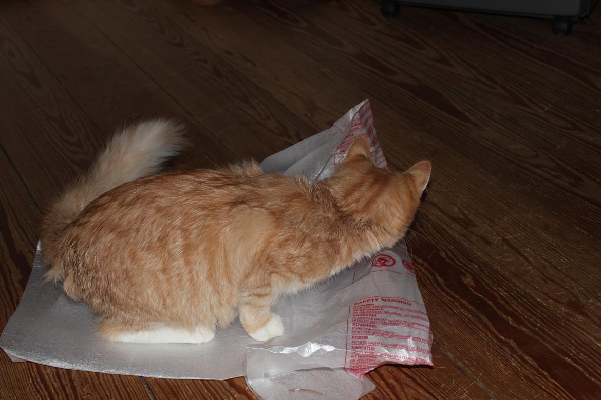 Maine Coon Hannah/Mini/Lillemis billede 4