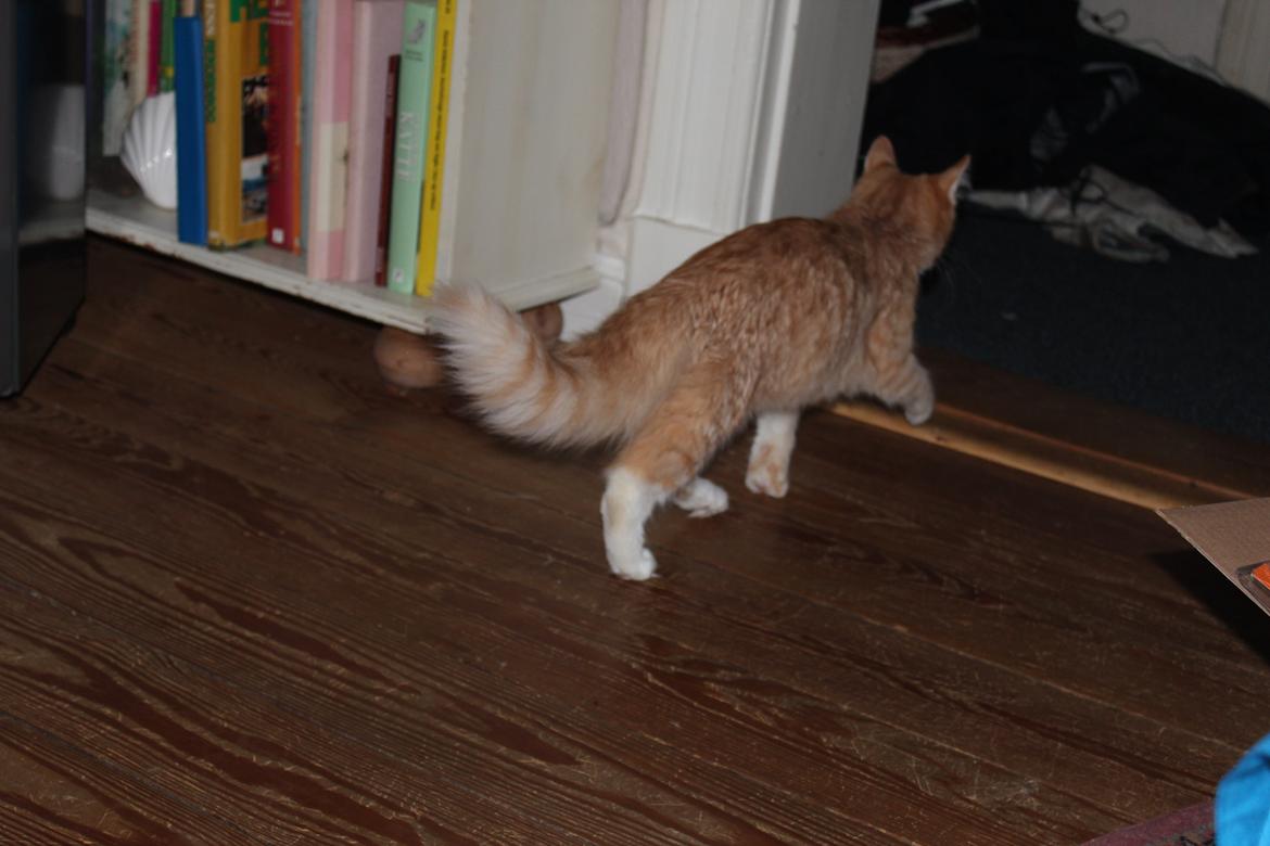 Maine Coon Hannah/Mini/Lillemis billede 5