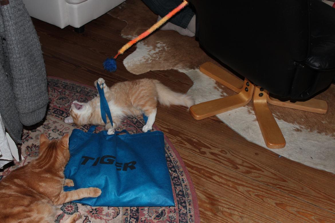 Maine Coon Hannah/Mini/Lillemis billede 6