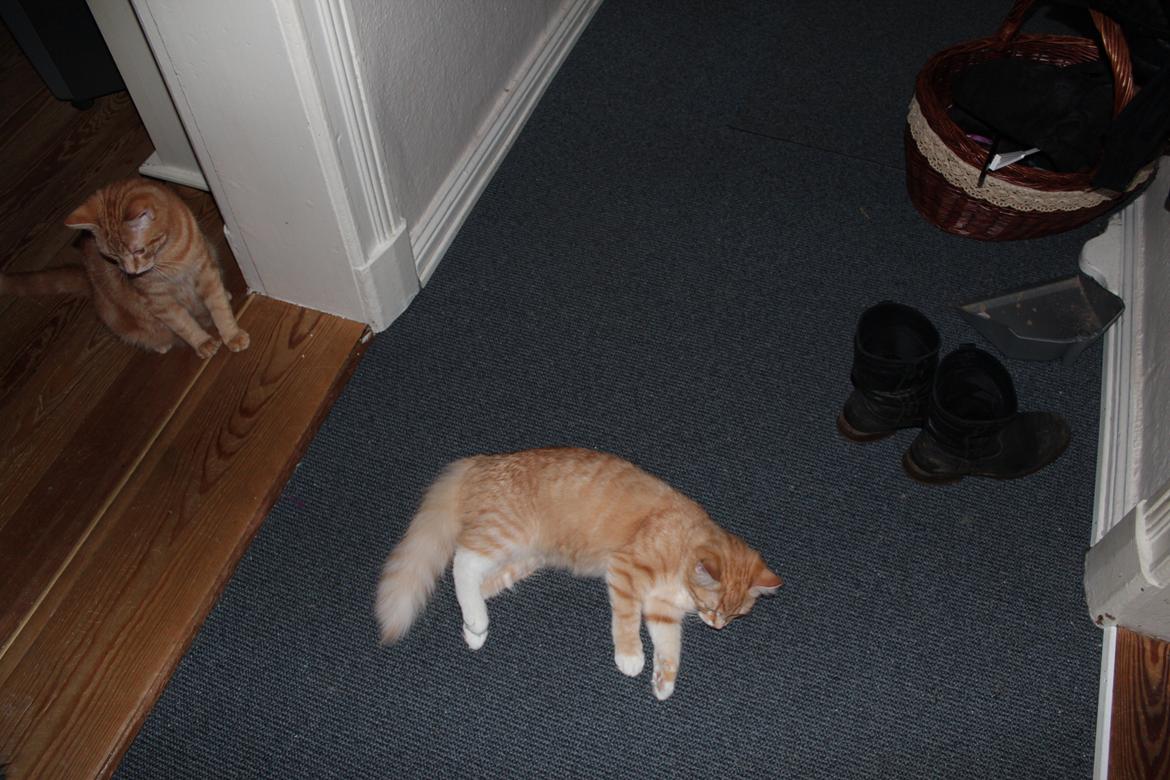 Maine Coon Hannah/Mini/Lillemis billede 7