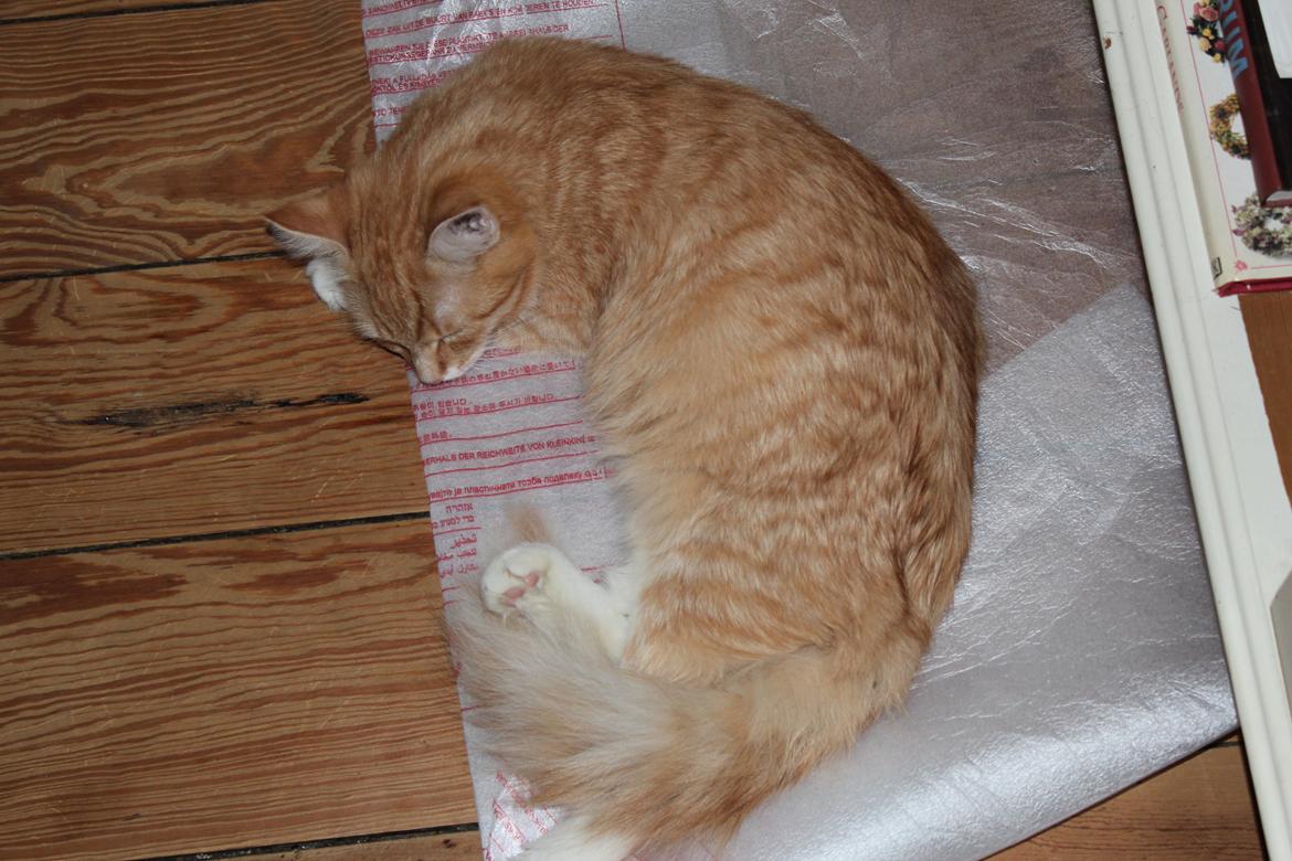 Maine Coon Hannah/Mini/Lillemis billede 8