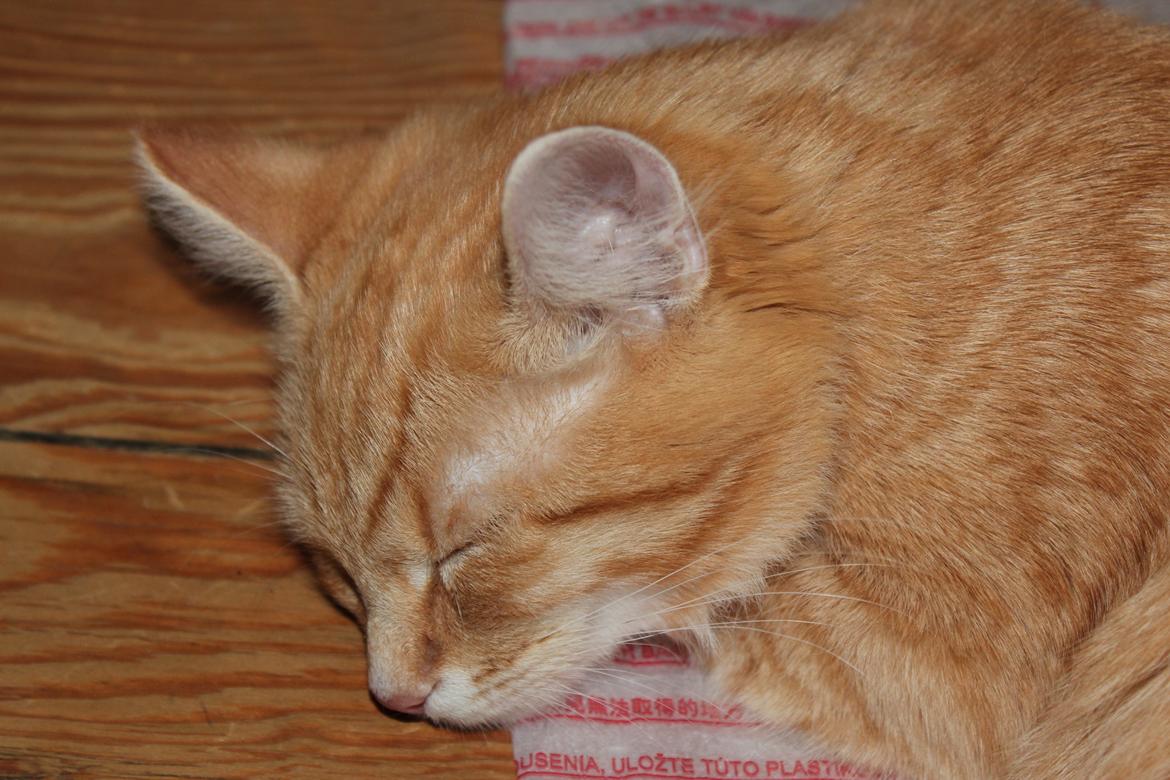 Maine Coon Hannah/Mini/Lillemis billede 9