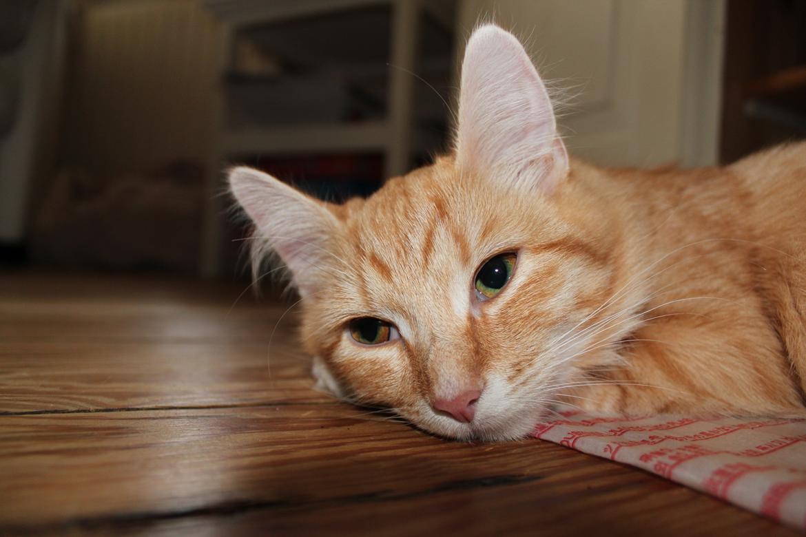 Maine Coon Hannah/Mini/Lillemis billede 10