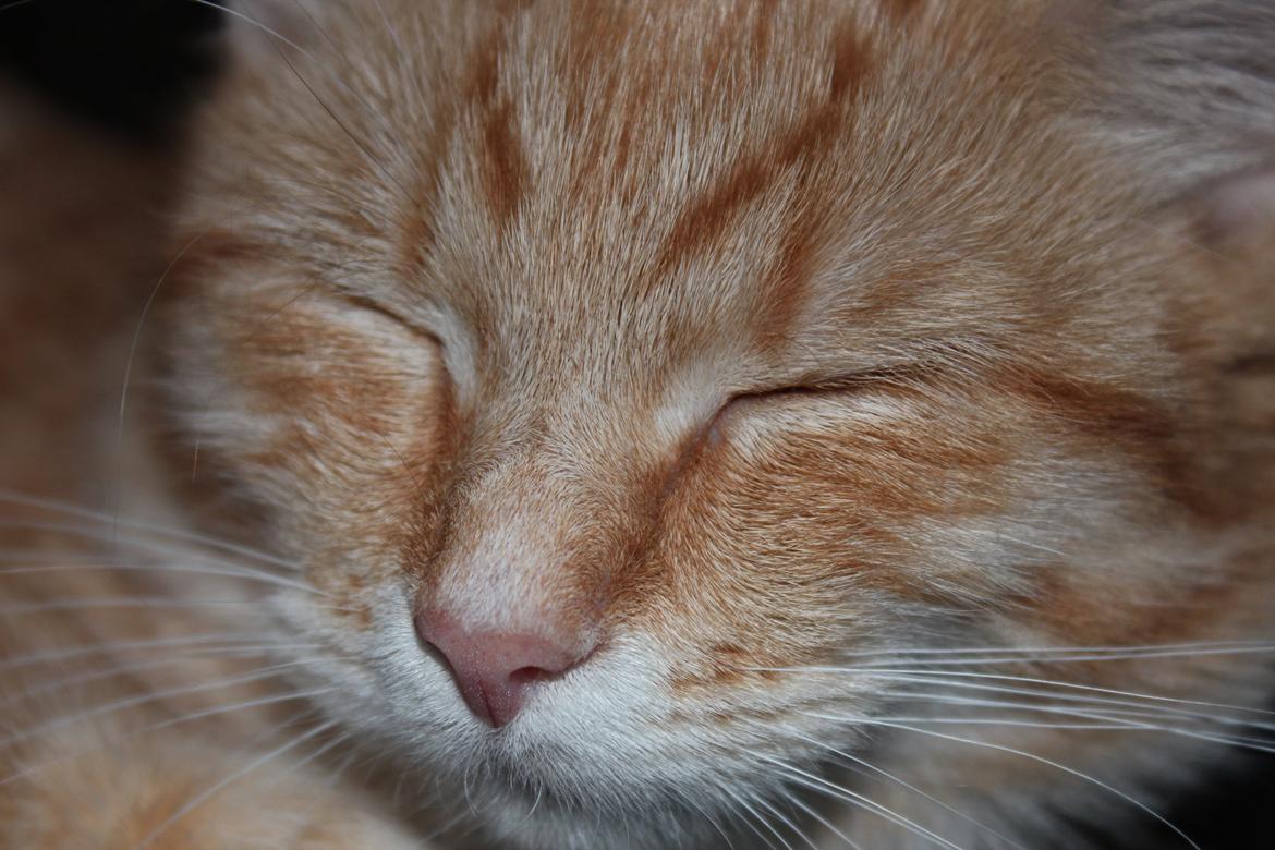 Maine Coon Hannah/Mini/Lillemis billede 11