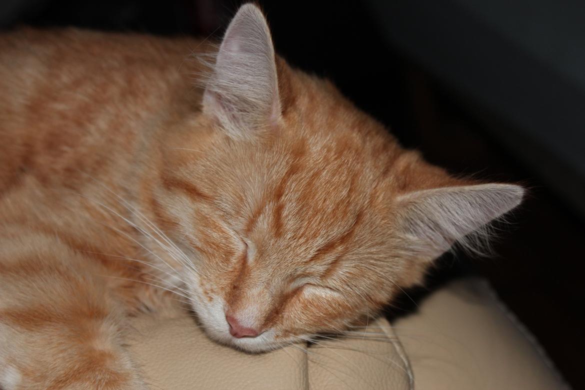 Maine Coon Hannah/Mini/Lillemis billede 12