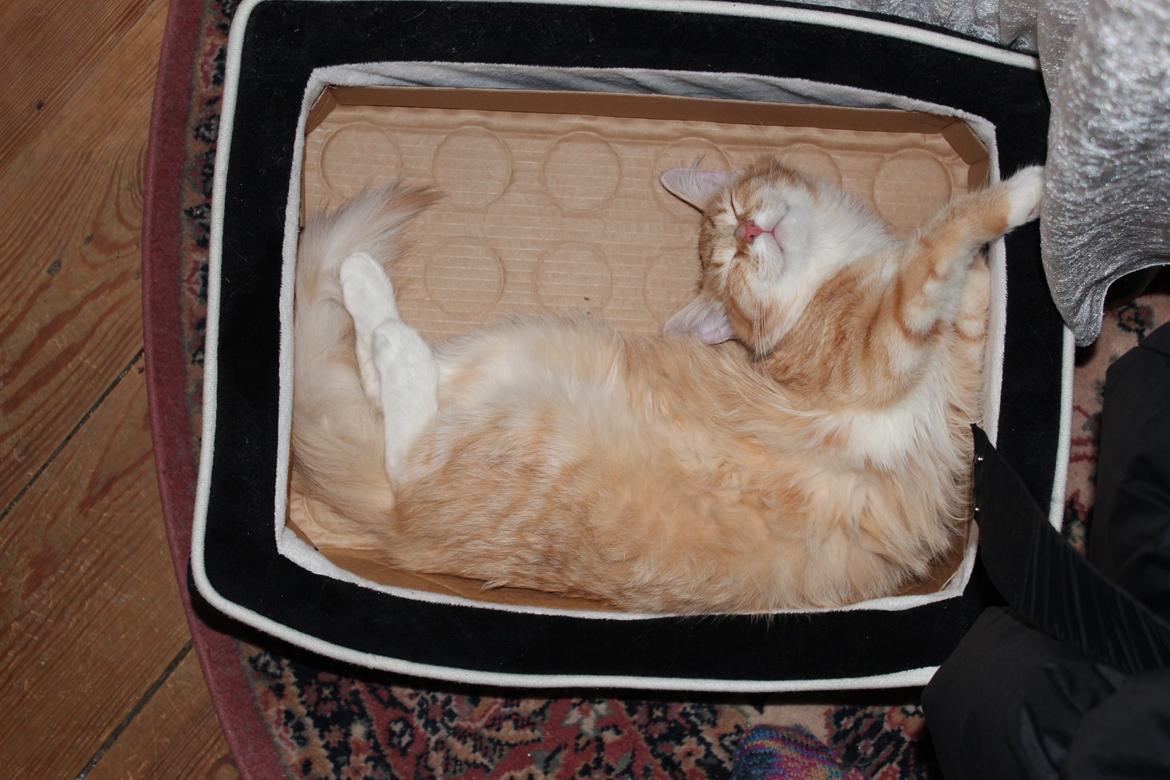 Maine Coon Hannah/Mini/Lillemis billede 13