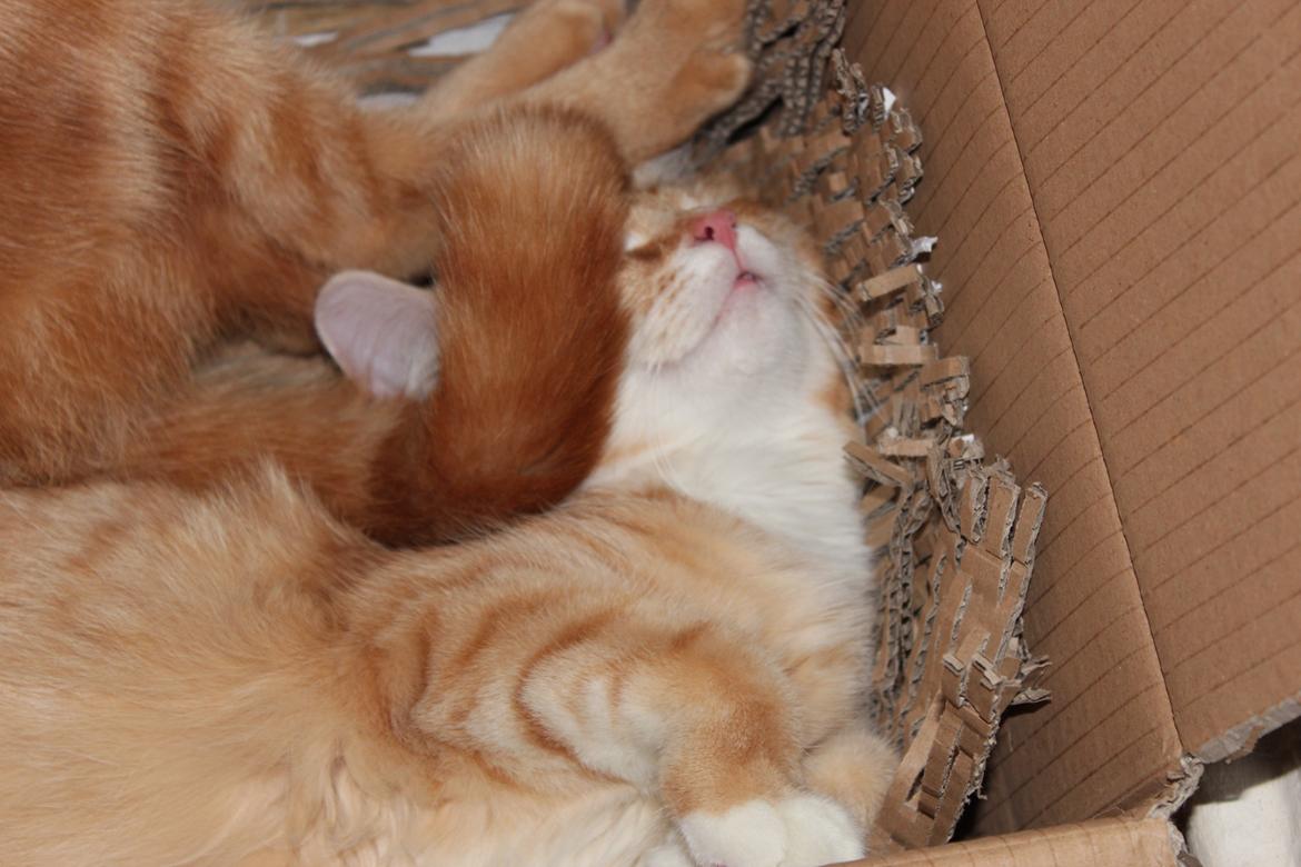 Maine Coon Hannah/Mini/Lillemis billede 14