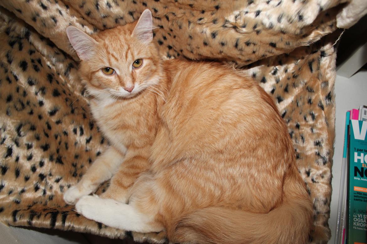 Maine Coon Hannah/Mini/Lillemis billede 15