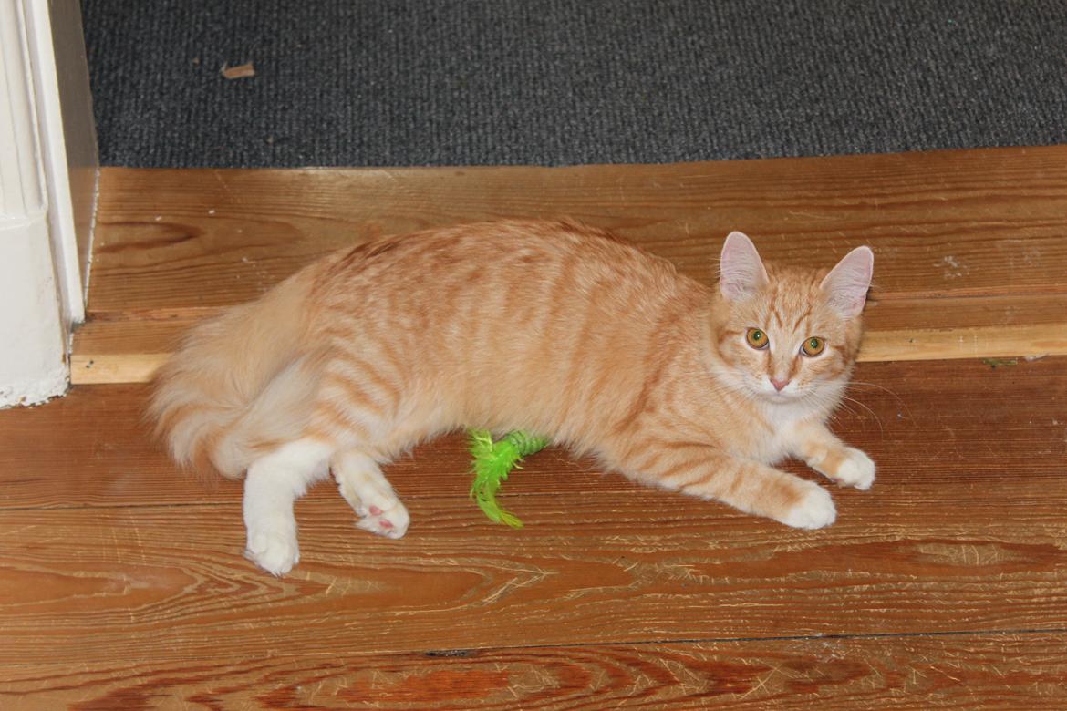 Maine Coon Hannah/Mini/Lillemis billede 16