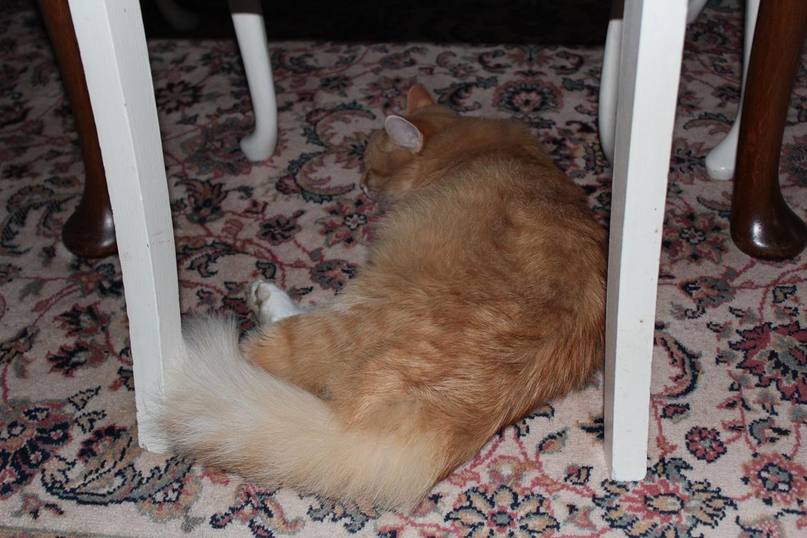 Maine Coon Hannah/Mini/Lillemis billede 17