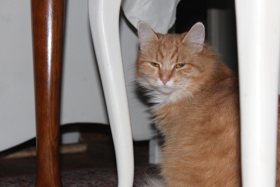 Maine Coon Hannah/Mini/Lillemis billede 18