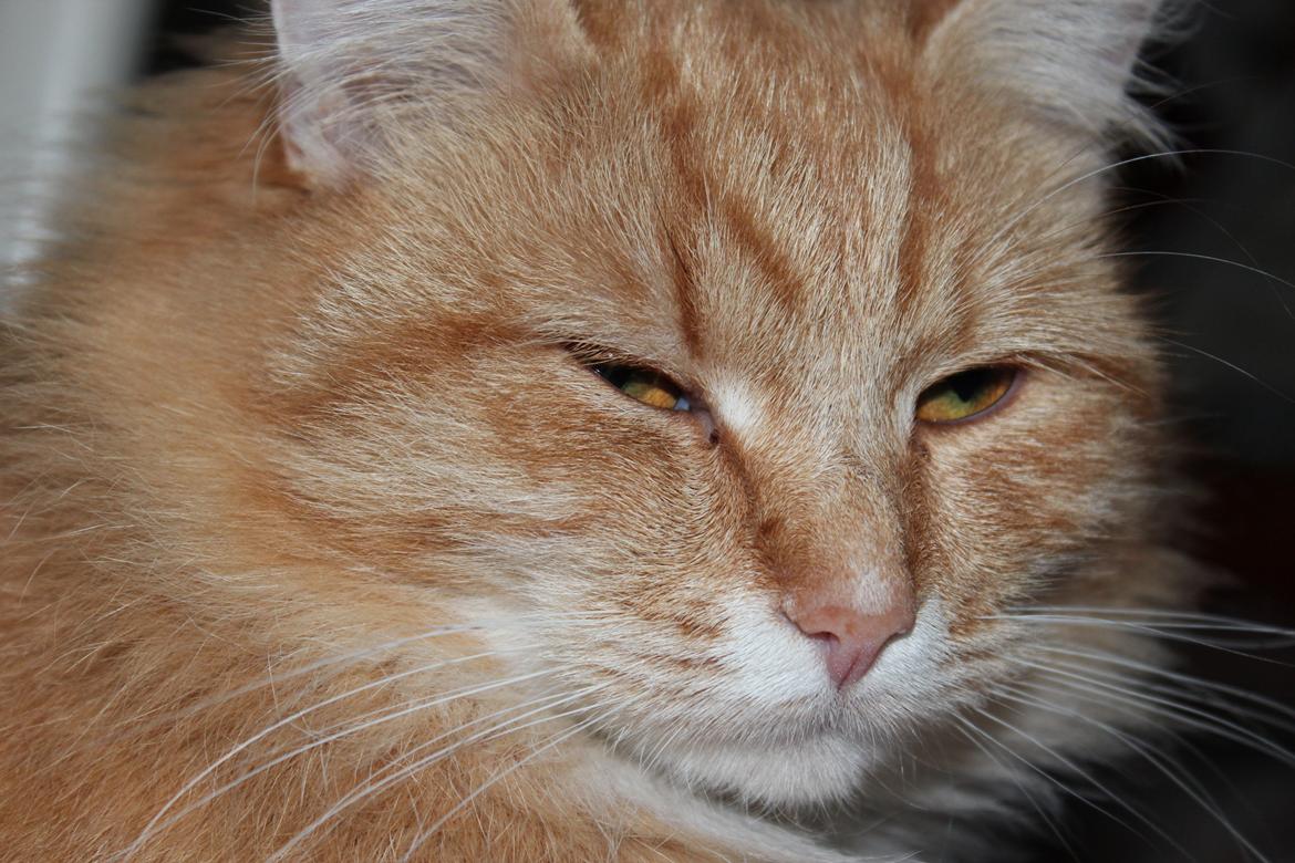 Maine Coon Hannah/Mini/Lillemis billede 19