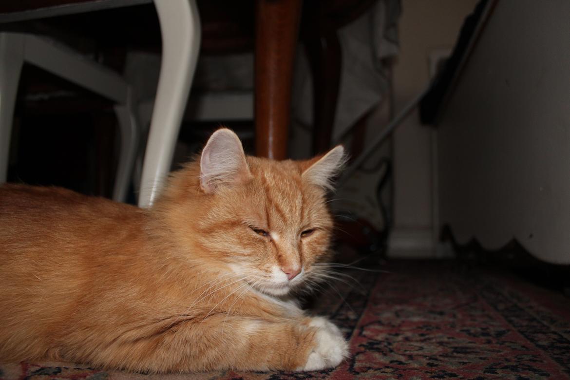 Maine Coon Hannah/Mini/Lillemis billede 20