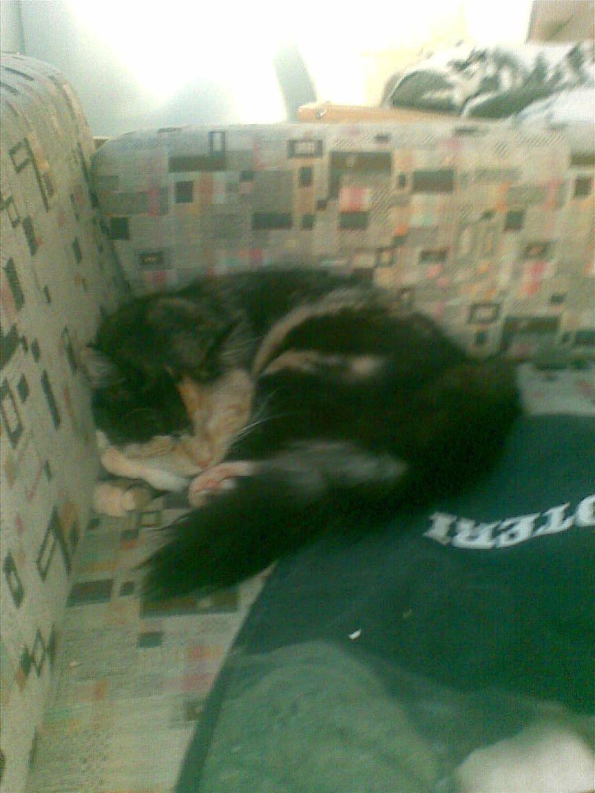 Blanding af racer Sambuka billede 1