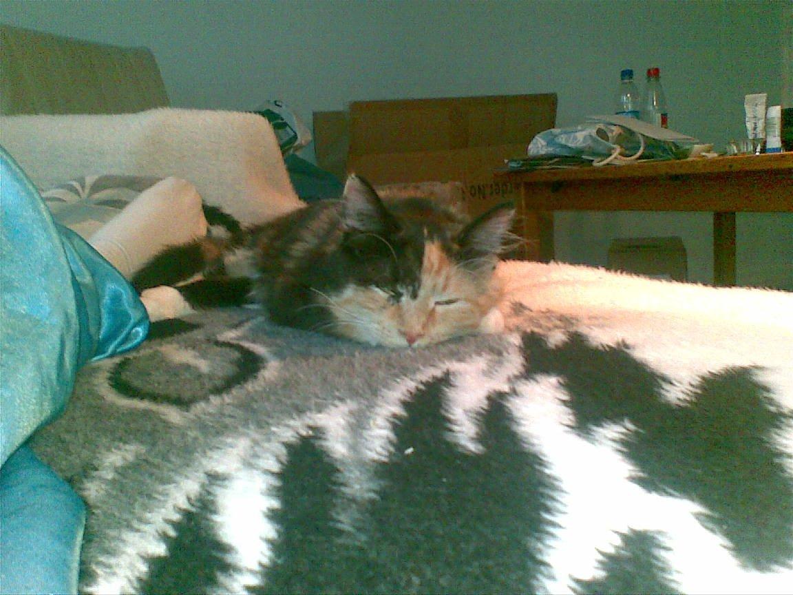 Blanding af racer Sambuka billede 2