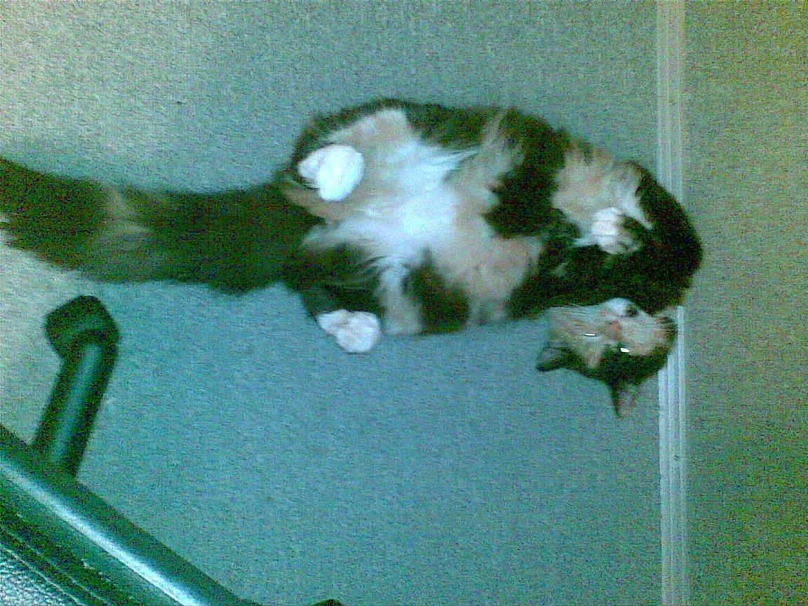 Blanding af racer Sambuka billede 3