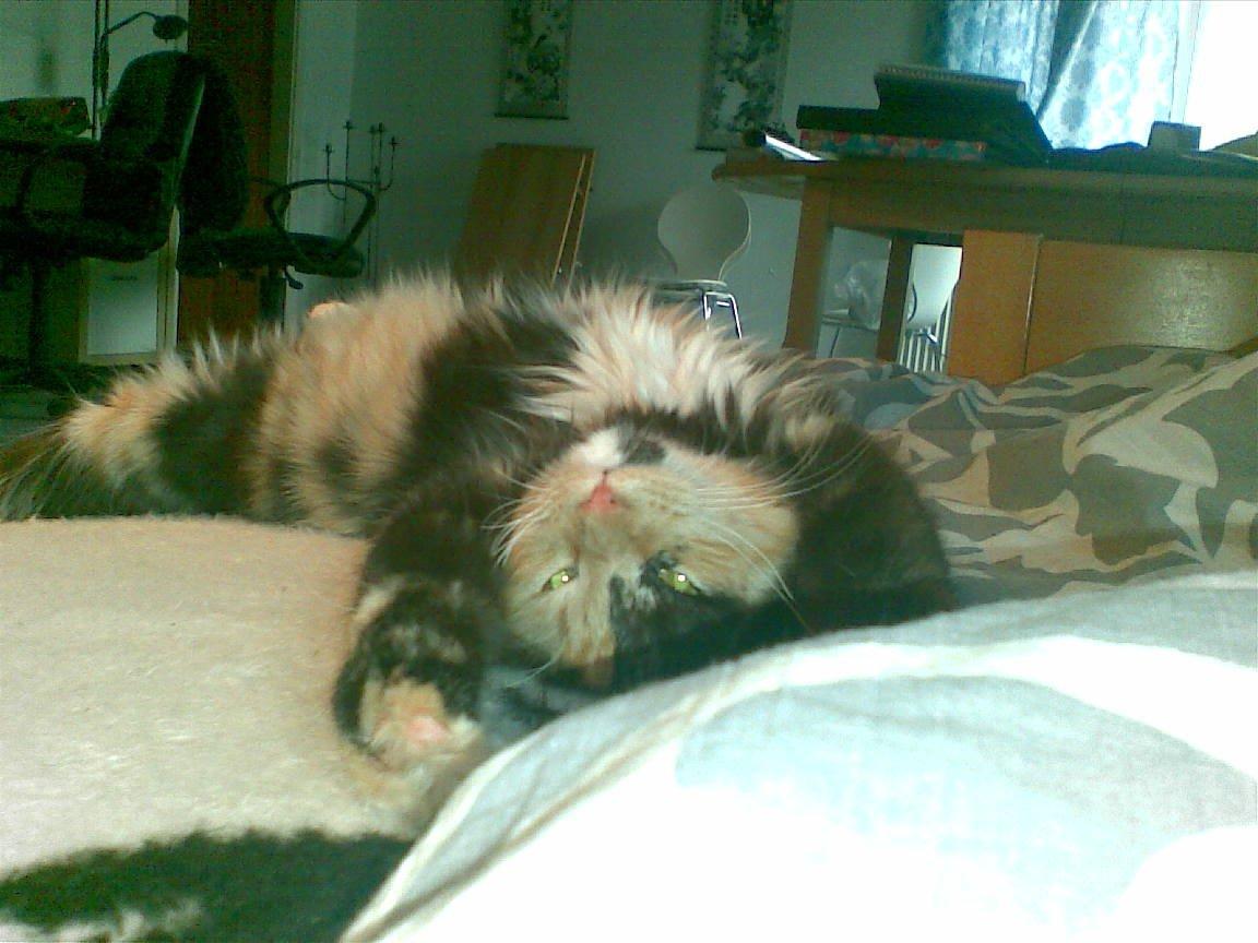 Blanding af racer Sambuka billede 4