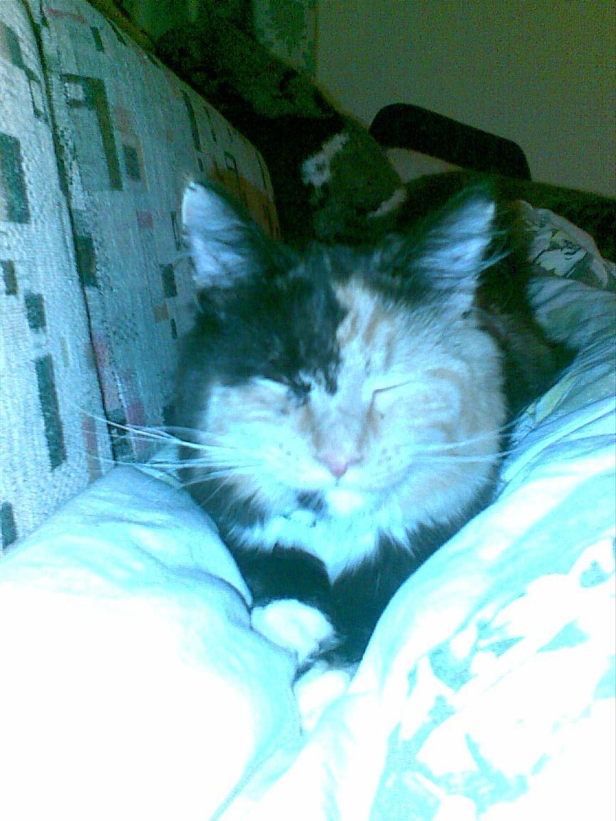 Blanding af racer Sambuka billede 5