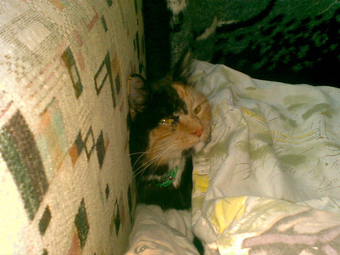 Blanding af racer Sambuka billede 6