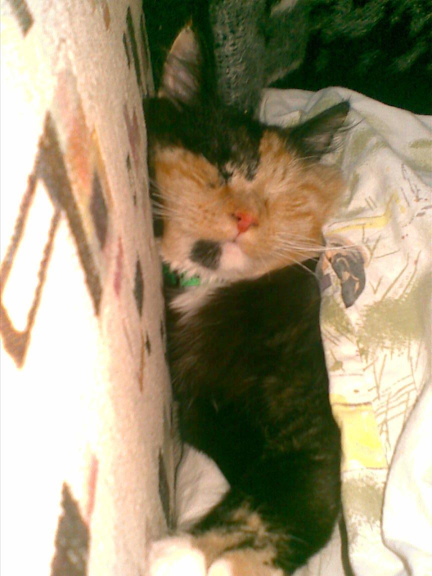 Blanding af racer Sambuka billede 7