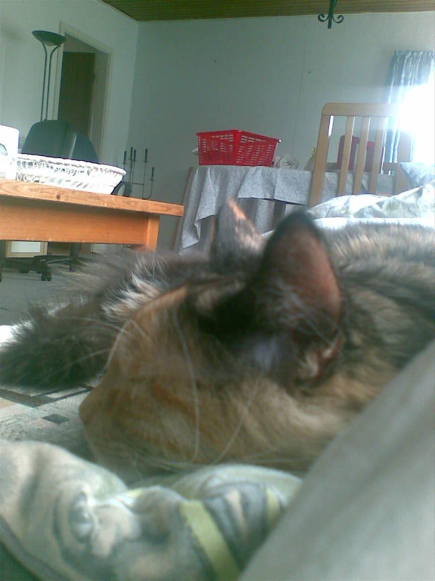 Blanding af racer Sambuka billede 8