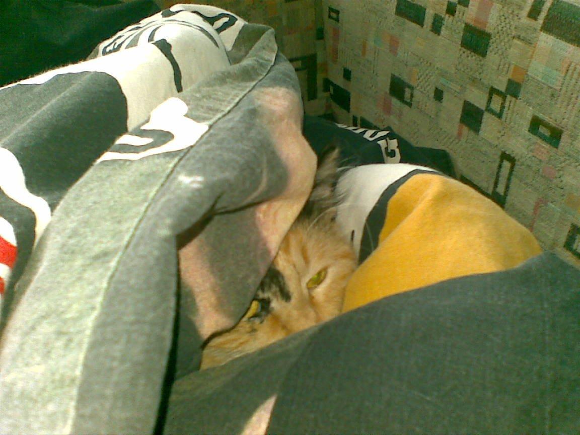 Blanding af racer Sambuka billede 9