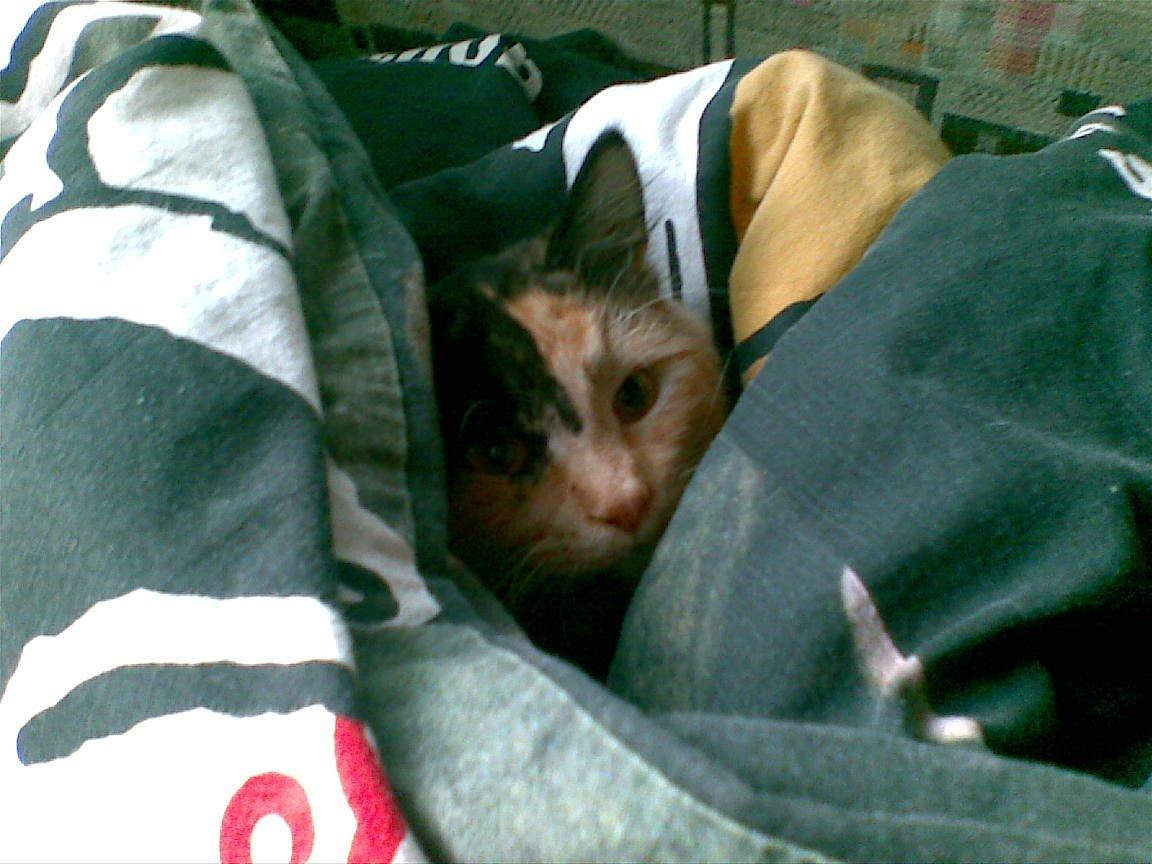 Blanding af racer Sambuka billede 10